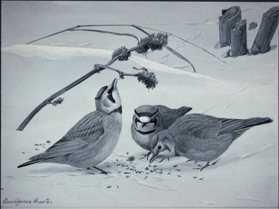Horned Lark