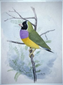 Lady Gouldian finch