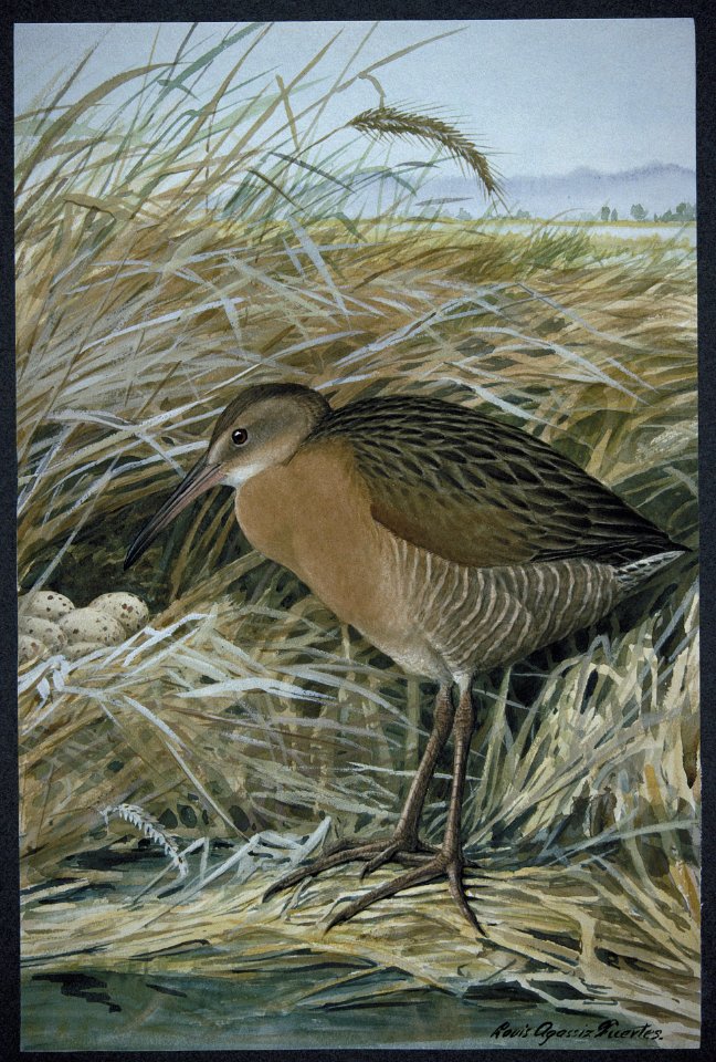 Clapper Rail-2