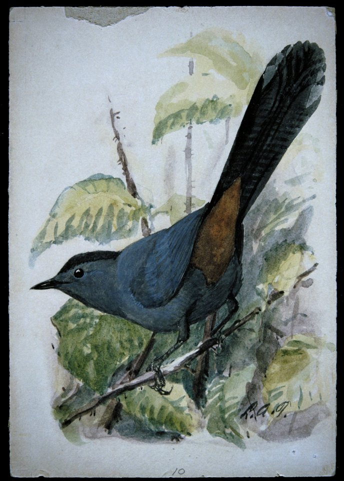 Gray Catbird