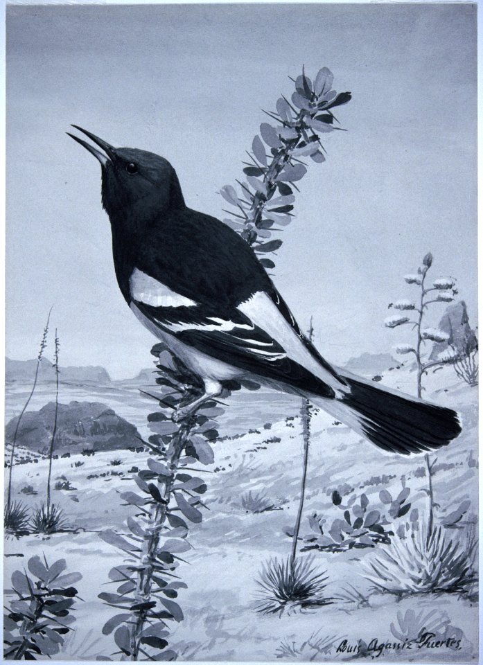Scott's Oriole