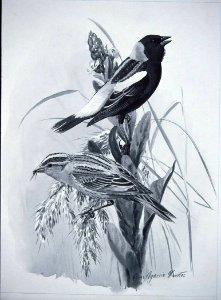 Bobolink