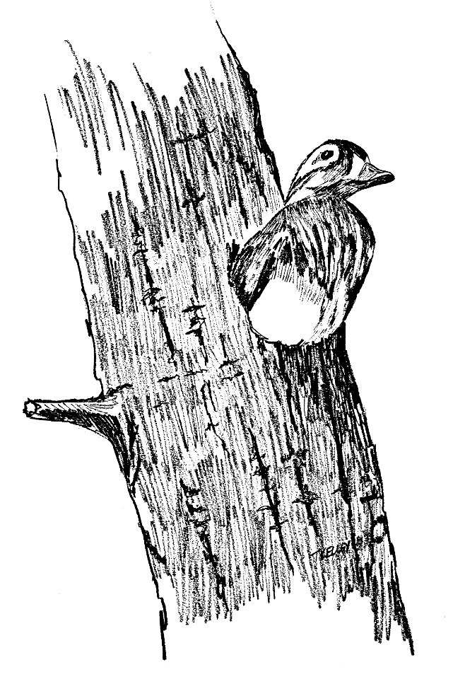 Hen Wood Duck in nest