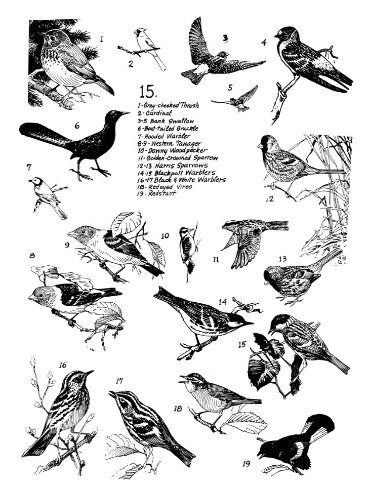 Birds 15