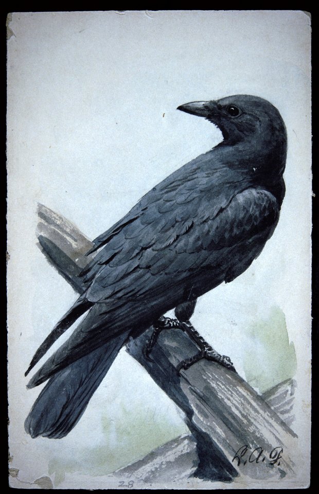 American Crow