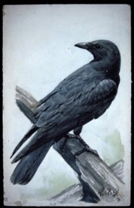 American Crow