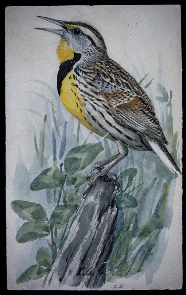 Eastern Meadowlark