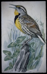 Eastern Meadowlark