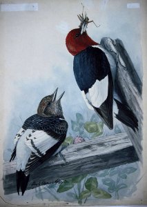 Red-headed Woodpecker-4