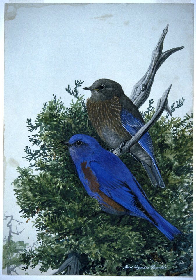 Western Bluebird