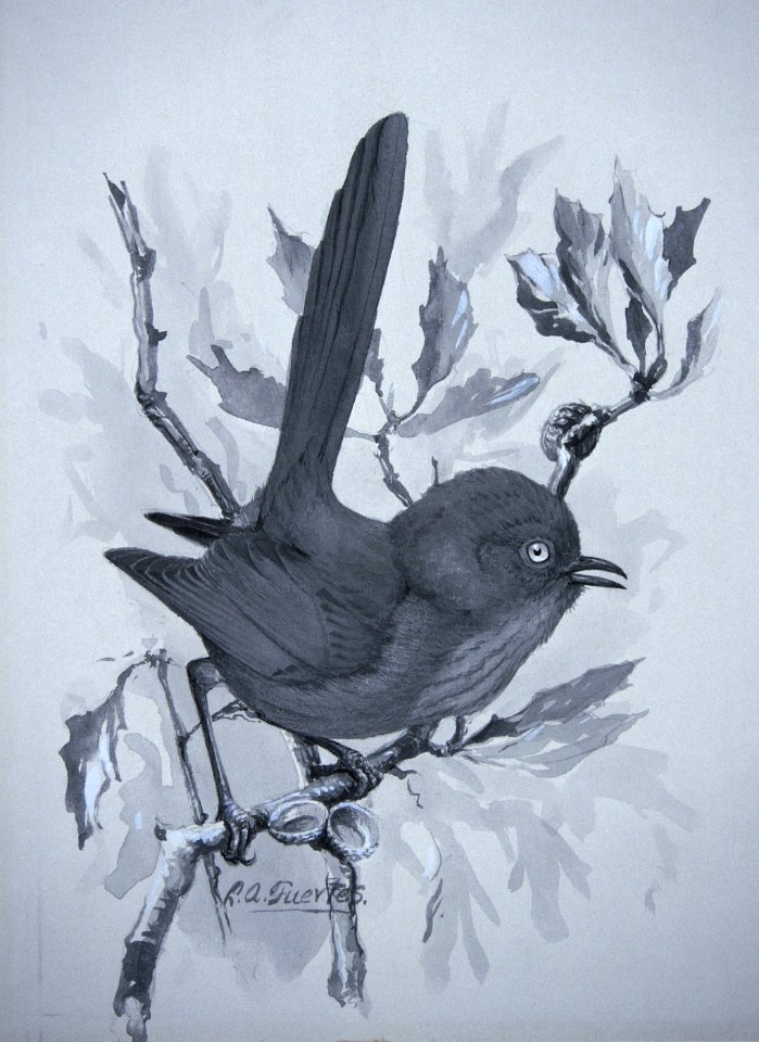 Wrentit-3