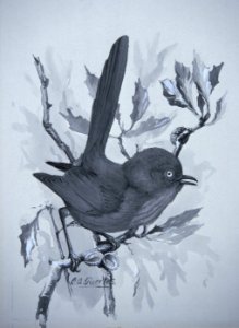 Wrentit-3