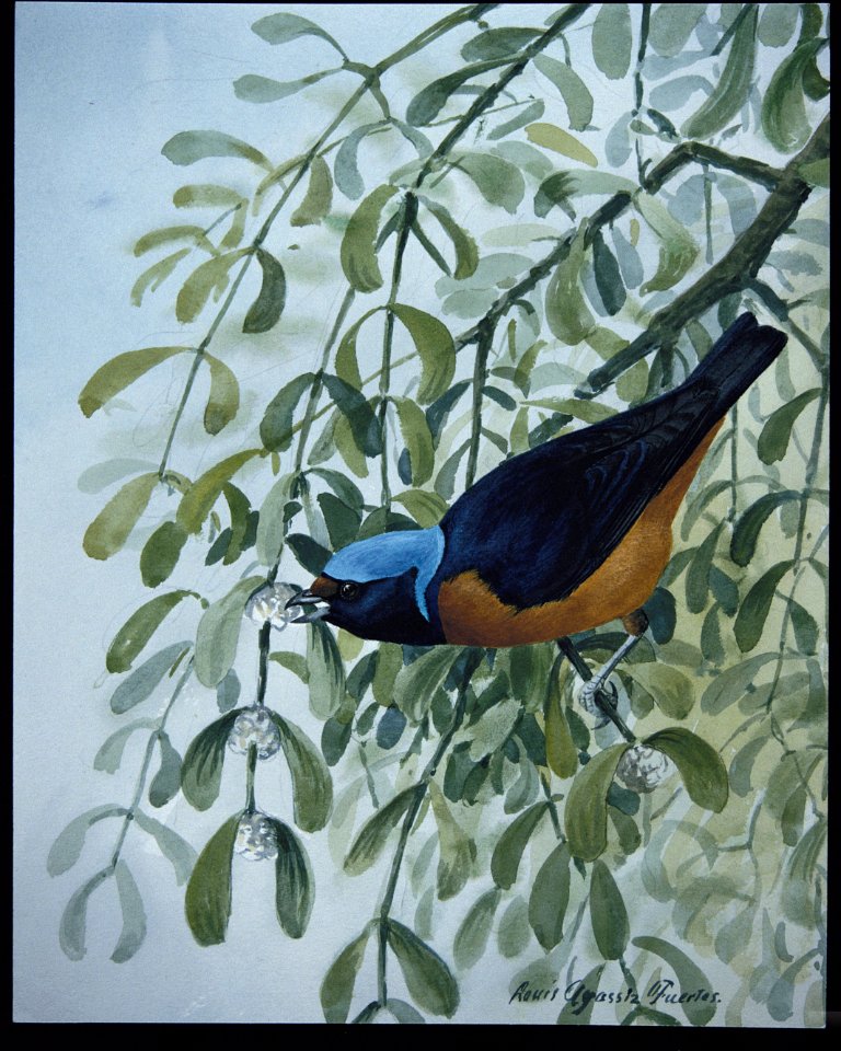 Blue-hooded Euphonia