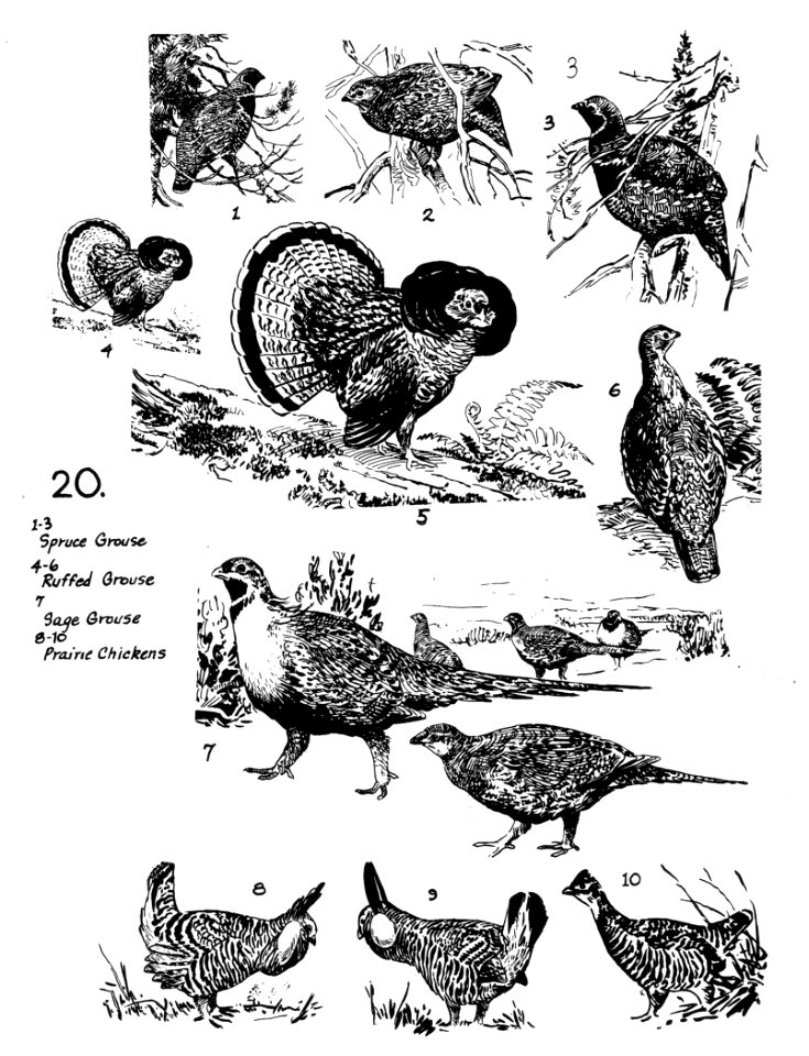Birds 20