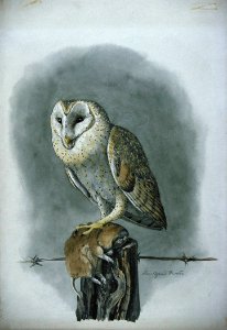 Barn Owl-4