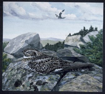 Common Nighthawk