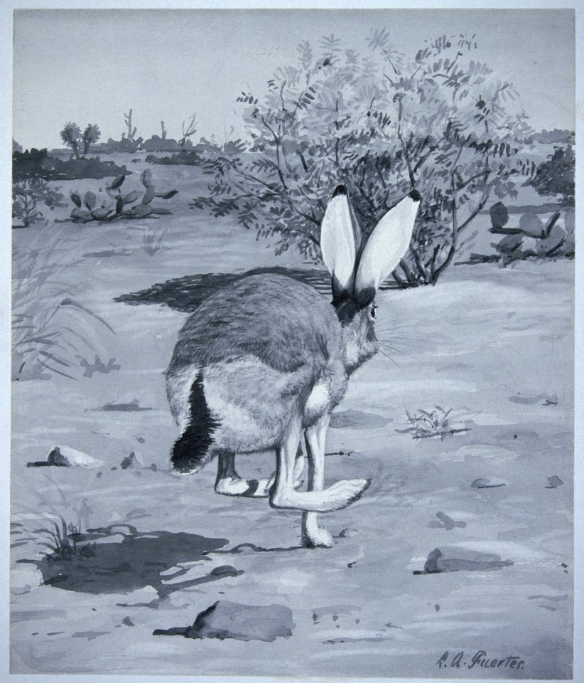 Black-tailed Jackrabbit