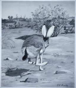 Black-tailed Jackrabbit