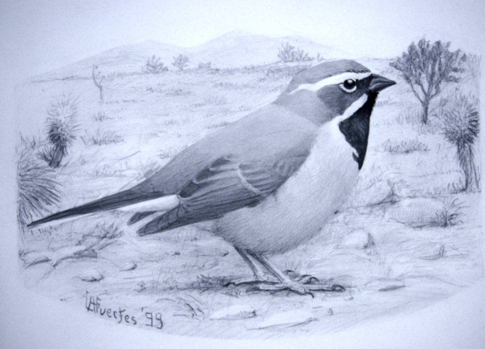 Black- throated Sparrow