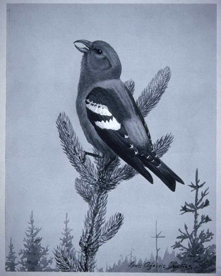 White-winged Crossbill
