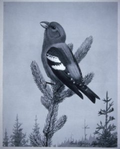 White-winged Crossbill