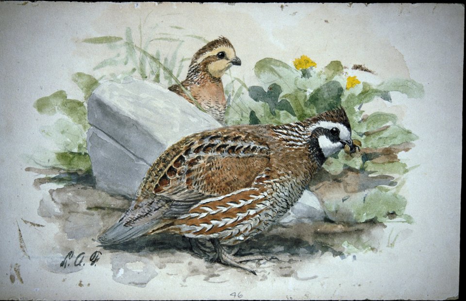 Northern Bobwhite-3