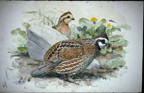 Northern Bobwhite-3