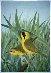 YC Yellowthroat