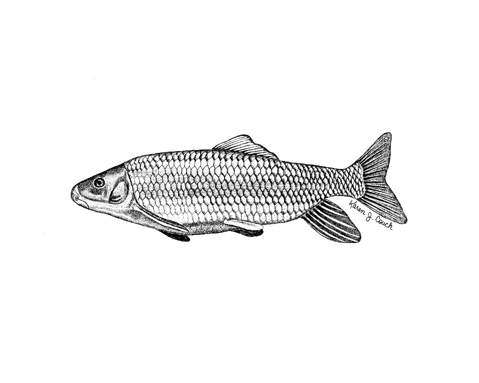 Robust Redhorse