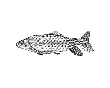 Robust Redhorse