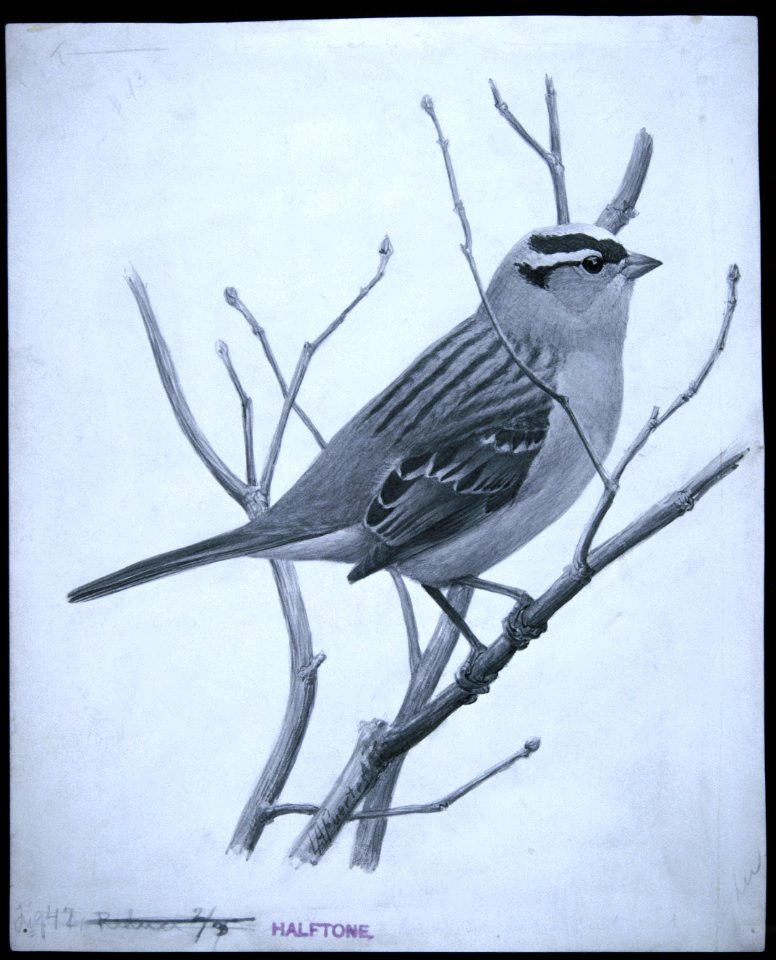 White-crowned Sparrow-1