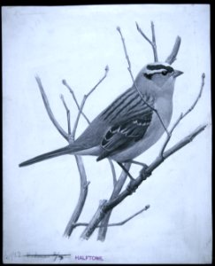 White-crowned Sparrow-1
