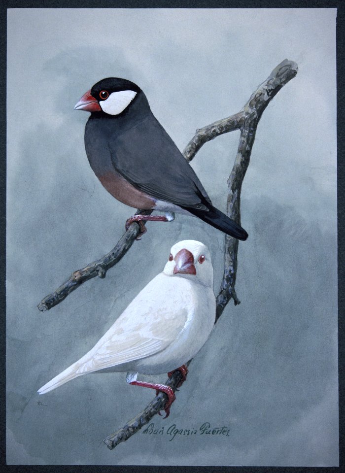 Java Sparrow