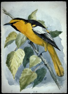 Bullock's Oriole
