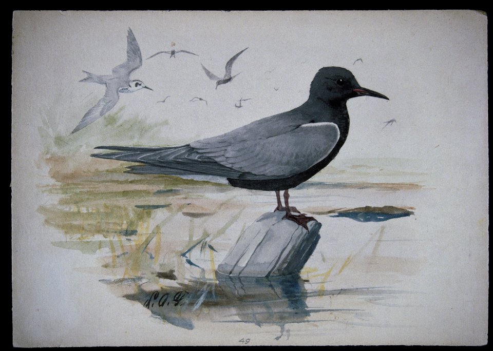 Black Tern-1
