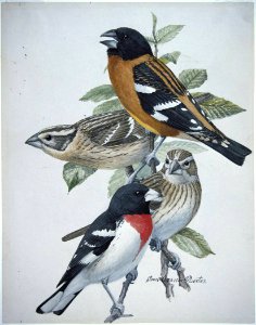 Evening, Rose-breasted Grosbeaks