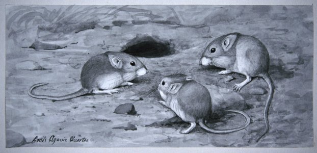 Pocket mice