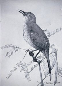 Curve-billed Thrasher