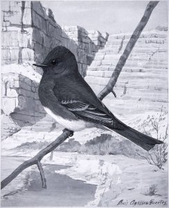 Black Phoebe-3