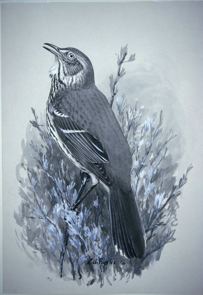 Sage Thrasher