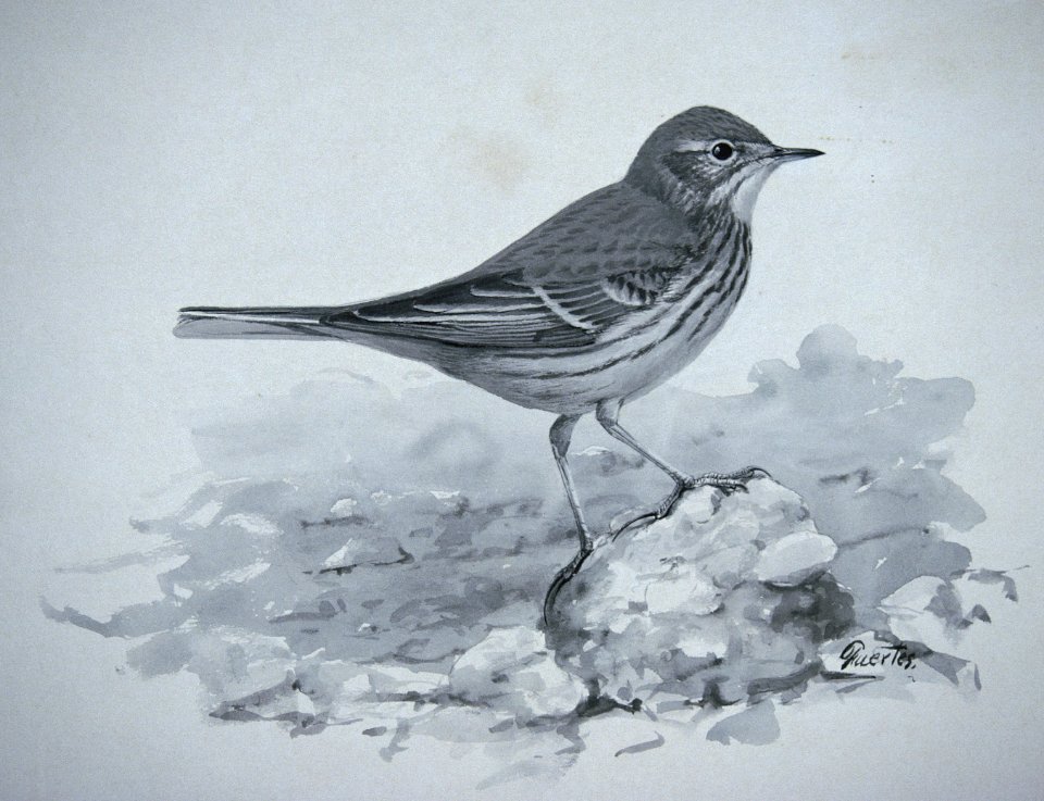 American Pipit-1