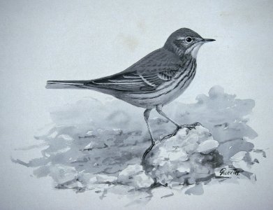 American Pipit-1