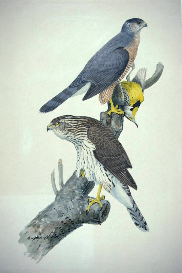Coopers Hawk