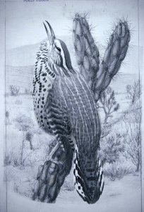 Cactus Wren-1