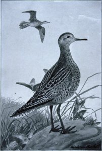 Upland Sandpiper-2