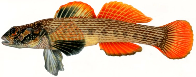 Striped darter