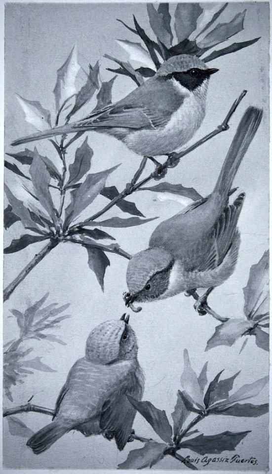 Bushtit-1