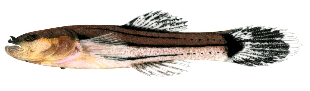 Swampfish
