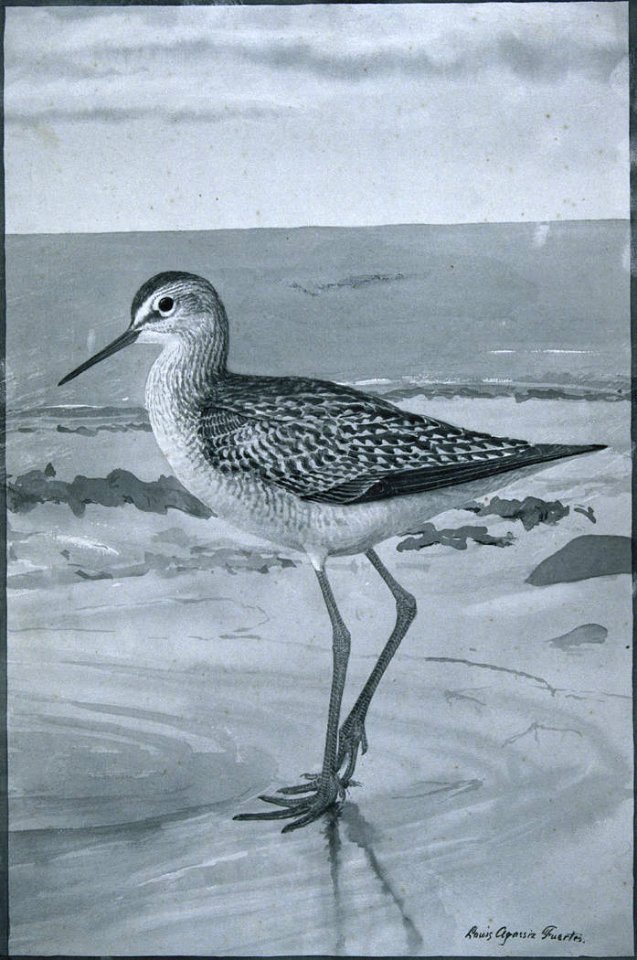 Lesser Yellowlegs