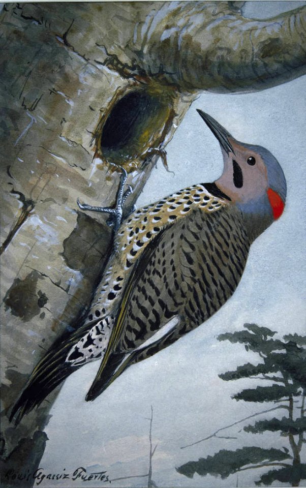 Northern Flicker